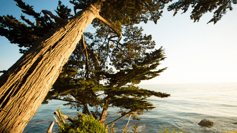 Rekindling the Heart: Ancient Breath Practices, Tibetan Yoga & the Science of Emotion