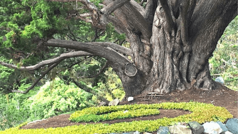 Awe, Compassion, Gratitude, and Beauty: The Science and Practice of Self-Transcendence