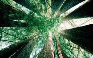 The Inner Landscape: A Meditation Retreat in Nature